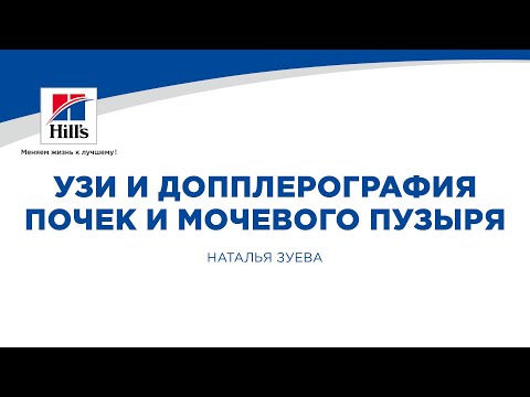 Видео: Вебинар на тему: "Cерошкальноe УЗИ и допплерография почек и мочевого пузыря собак и кошек".