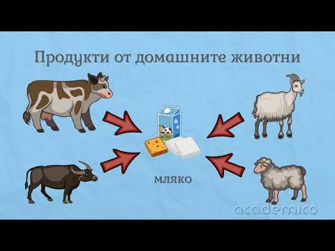 Видео: Домашни животни - Околен свят 1 клас | academico