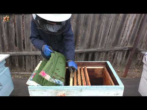 Видео: Экстренное спасение ослабшей семьи перед зимовкой.