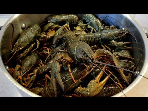 Видео: ПЕРЕДЕРЖКА речного РАКА в ДОМАШНИХ УСЛОВИЯХ. Простой способ СОХРАНИТЬ ЖИВОГО рака длительное время.