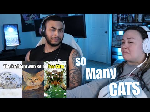 Видео: OtakuCouple реагирует на удручающую реальность жизни «маленькой кошки» (Casual Geographic)