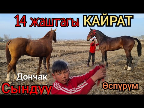 Видео: 14 жаштагы КАЙРАТ  Аттарды САТТЫ💎 сындуу өспүрүмдөр сатылат