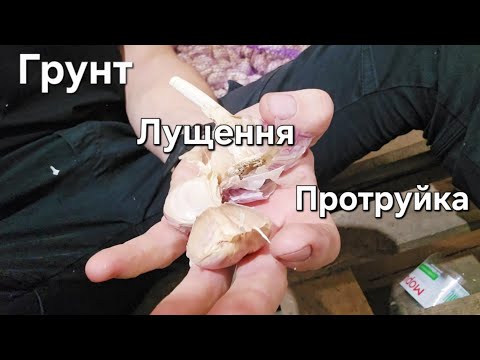 Видео: Підготовка до посадки часнику: три головні етапи, які треба знати!