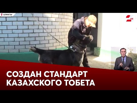 Видео: Создан стандарт казахского тобета: новый шаг к сохранению породы