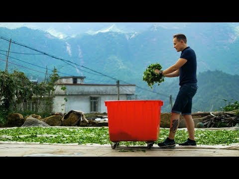 Видео: Фэн Хуан Дань Цун. Чайные плантации. Чаочжоуская чайная церемония | Art of Tea, китайский чай