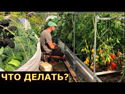 Видео: Нет теплицы, растения БОЛЕЮТ. ВЫХОД ЕСТЬ!