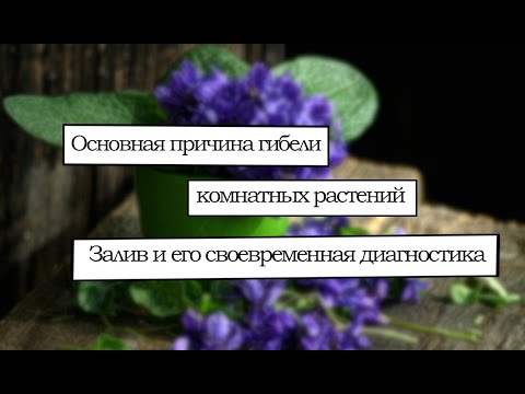 Видео: Залив: Часть 1. Чем опасен залив, внешние признаки залива.