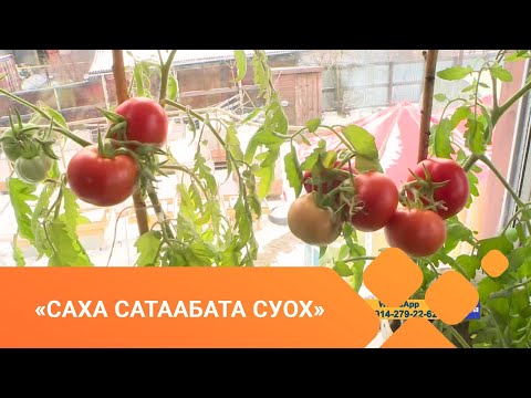Видео: «Саха сатаабата суох» (28.04.21)