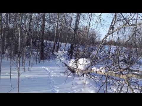 Видео: проверка петель на зайца 1.02.2017