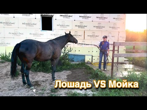 Видео: Приучение лошади к мойке