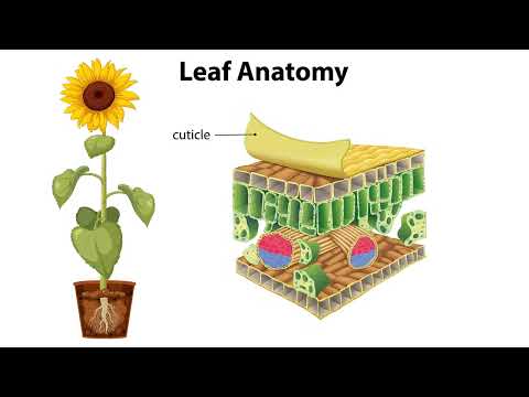 Видео: Сыртқы және ішкі факторлардың транспирацияға әсері.