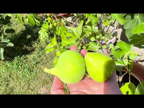 Видео: Ficus Carica. Figs. Инжир во Франции, 22.08.25 Сорта Dalmatie, Ice Cristal, Conadria, Jeg, Sultan.