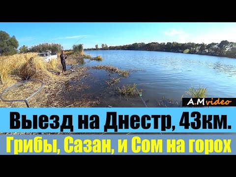 Видео: Выезд на Днестр, 43км. Грибы, Сазан, и Сом на горох