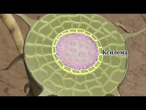 Видео: Транспирация. Өсімдіктің булануы