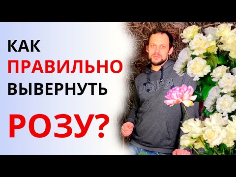 Видео: Как ПРАВИЛЬНО выворачивать розы? Зачем флористы выворачивают розы? Флористика для начинающих.