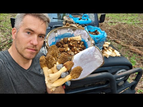 Видео: Сморчковое чудо в щедром марийском лесу