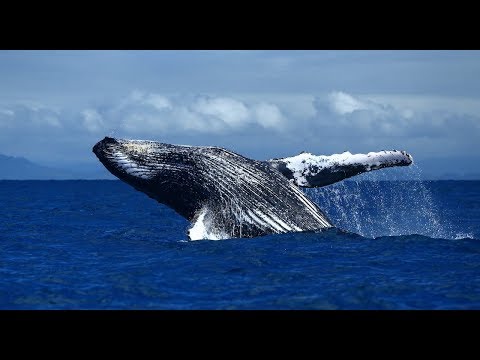 Видео: Увидели китов прямо с балкона отеля! По АФРИКЕ на машине! Часть 4