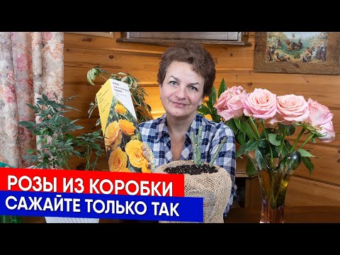 Видео: Розы из коробки сажайте только так