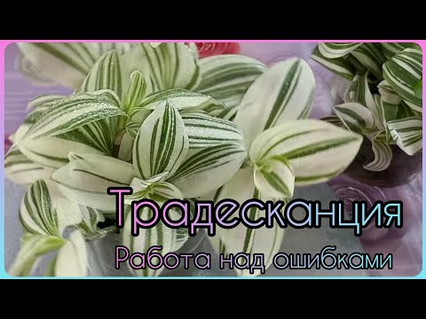 Видео: Не надо так сажать ТРАДЕСКАНЦИЮ🌱Получается ерунда🌸Белоцветковая🌱Быстрое размножение🌸Грунт🌱Полив🌸