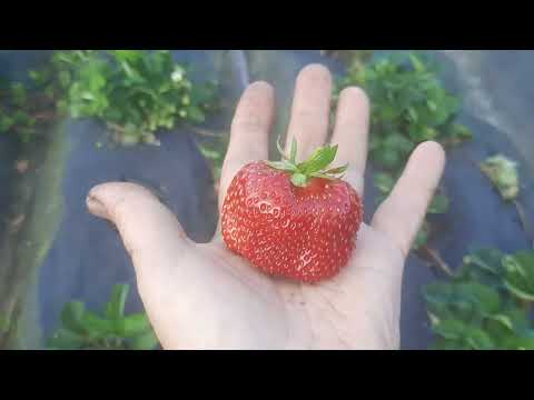 Видео: Эти сорта клубники выручили