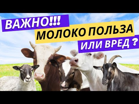 Видео: Какое молоко правда лучше? Козье, Овечье, Коровье. Часть 2
