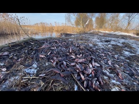 Видео: Замор! ТОННЫ РЫБЫ НА БЕРЕГУ! Замор рыбы.