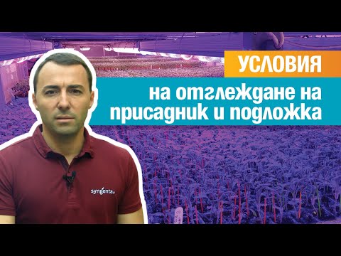 Видео: Присаждане на дини, еп. 3: Условия на отглеждане на присадник и подложка