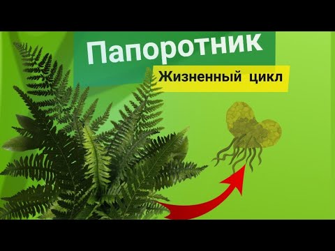 Видео: Жизненный цикл папоротников -Щитовник мужской. ЕГЭ