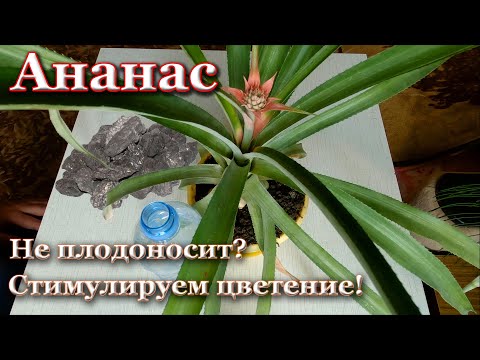 Видео: Не плодоносит ананас? Как стимулировать цветение и плодоношение ананаса в домашних условиях.