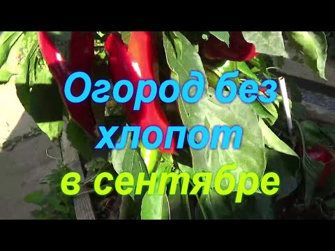 Видео: 88. Огород без хлопот в сентябре. Много новостей и планов!