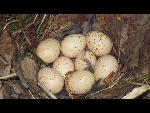 Видео: ТРАГЕДИЯ в гнезде Глухаря. Очень редкие кадры с фотоловушки.