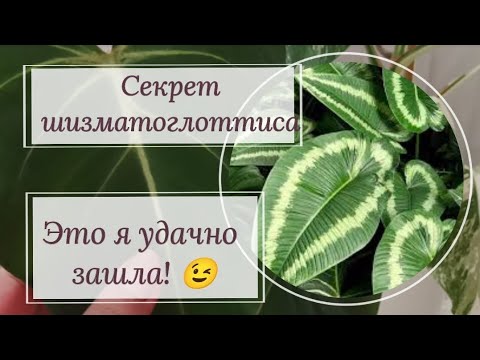 Видео: Секрет шизматоглоттиса, или это я удачно зашла! 🆕