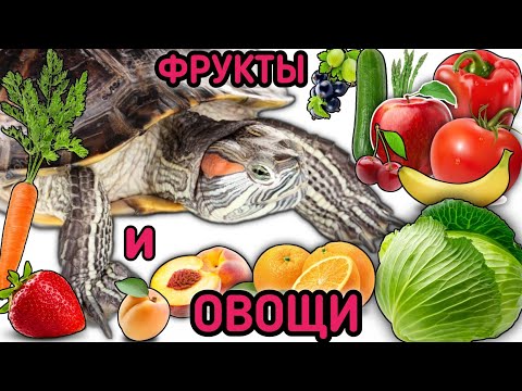 Видео: Кормление красноухих черепах овощами и фруктами