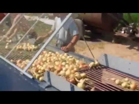Видео: уборка лука комбайном, чистка лука- лето 2014