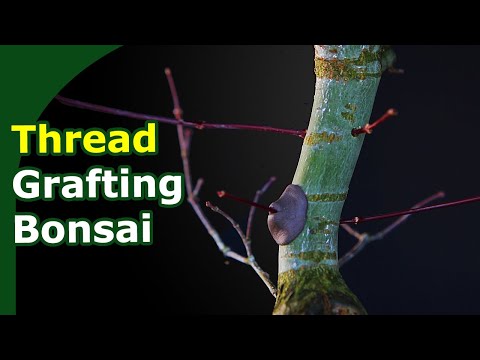 Видео: Прививка бонсай из японского клена Дешёдзё
