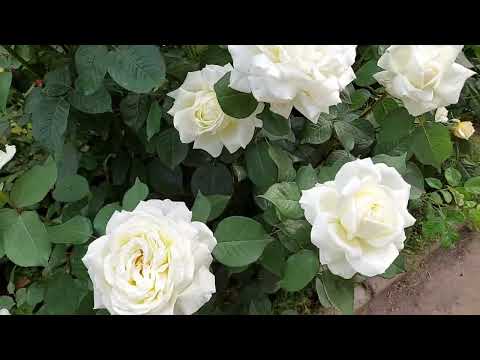Видео: Розы. Самая красивая белая роза моего сада и другие.