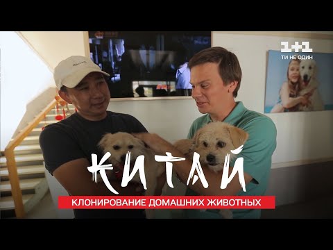 Видео: Как в Китае создают клонов и кладбище домашних животных. Китай. Мир наизнанку 11 сезон 25 серия