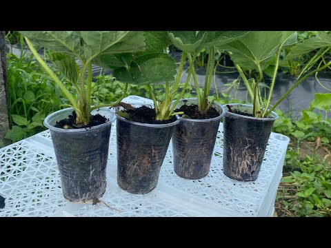 Видео: Розсада полуниці не 7₴ а 15₴ Амі і Бріла огляд🔥 вайбер 0687532939