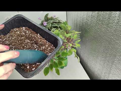 Видео: Трейлерные фиалки. Не сносить им головы! 🏵️🤣🌼🌸🌿#комнатныерастения #сенполии #трейлер #фиалки