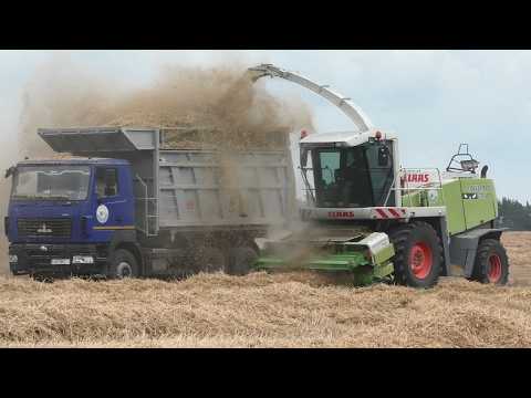 Видео: CLAAS Jaguar 870 и МАЗ: Как измельчают солому для моносмеси