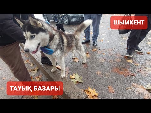 Видео: ТАУЫҚ БАЗАР ШЫМКЕНТ