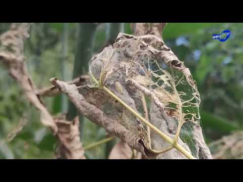 Видео: Изучению американской бабочки посвятил научную деятельность мозырянин Вадим Жуков