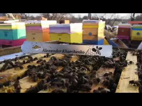 Видео: Рахматулин - все о воске ! Рекомендую к просмотру всем! #пчеловодство