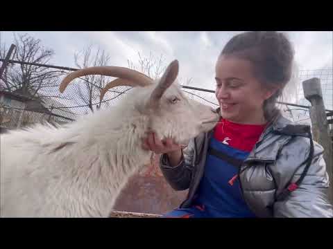 Видео: ОПАСНЫЙ УКУС || ЦЕЛЫЙ ДЕНЬ В 30 мин в ДЕРЕВНЕ