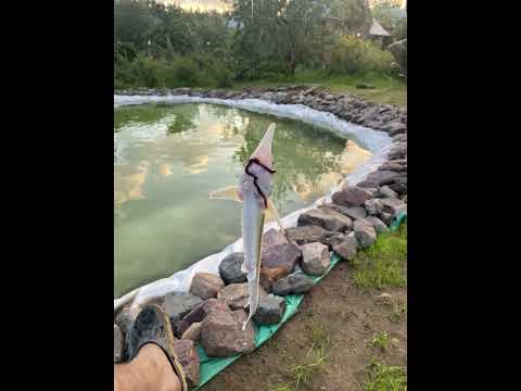 Видео: Пруд на даче, строил сам, что стало за 2 года?