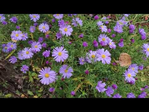 Видео: 🌹Укрывать розы или нет?! 