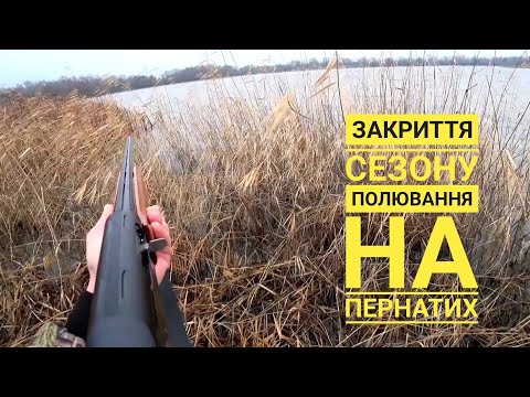 Видео: ПОЛЮВАННЯ на ПЕРНАТИХ  в очереті,  закриття сезону...