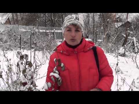 Видео: Как укрывать розы, если выпал снег. Сайт "Садовый мир"