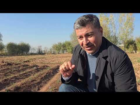 Видео: Парвариши гули заъфарон ( Шафран)  дар Тоҷикистон.