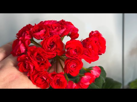 Видео: МАЛО КТО ЗНАЕТ ЧТО ТОЛЬКО ТАКИМ СПОСОБОМ ГЕРАНЬ ЗИМОЙ ЗАЦВЕТАЕТ